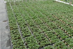Nonsuch-Nurseries_0002