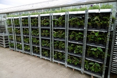 Nonsuch-Nurseries_0003