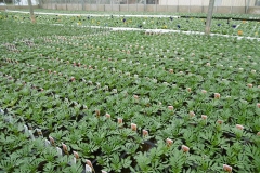 Nonsuch-Nurseries_0005