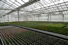 Nonsuch-Nurseries_0006