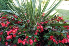 Nonsuch-Nurseries_0007
