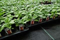 Nonsuch-Nurseries_0008