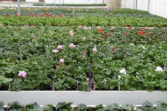 Nonsuch-Nurseries_0009