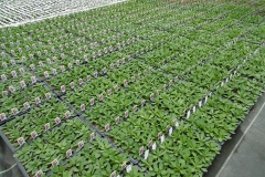 Nonsuch-Nurseries_0010