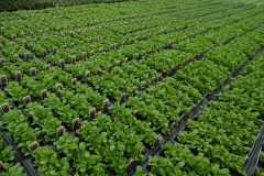 Nonsuch-Nurseries_0011
