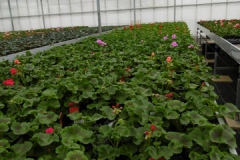 Nonsuch-Nurseries_0013