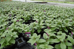 Nonsuch-Nurseries_0014