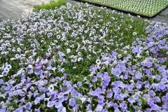 Nonsuch-Nurseries_0015