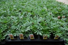 Nonsuch-Nurseries_0016