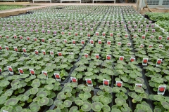 Nonsuch-Nurseries_0017