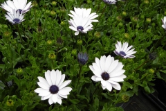 Nonsuch-Nurseries_0018