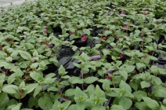Nonsuch-Nurseries_0020