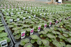 Nonsuch-Nurseries_0022
