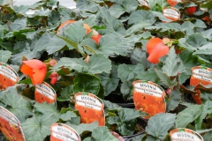 Nonsuch-Nurseries_0023
