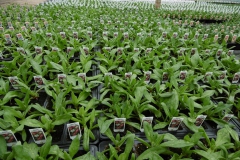Nonsuch-Nurseries_0024