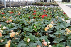 Nonsuch-Nurseries_0025