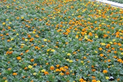 Nonsuch-Nurseries_0026