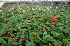 Nonsuch-Nurseries_0027