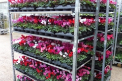 Nonsuch-Nurseries_0029