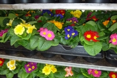 Nonsuch-Nurseries_0030