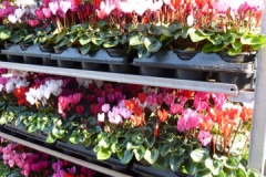Nonsuch-Nurseries_0031