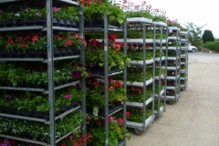 Nonsuch-Nurseries_0037