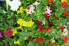 Nonsuch-Nurseries_0038