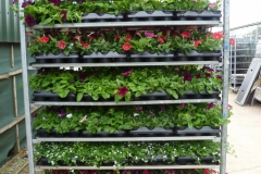Nonsuch-Nurseries_0039