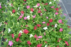 Nonsuch-Nurseries_0040